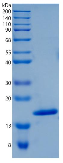 鵰 Recombinant Human IL36 beta / FIL1 / IL1H2 / IL1F8 / IL36B Protein