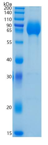 鵰 Recombinant Human CLPED1 / PVRR / HIgR / Nectin1 / PVRL1 / CD111 Protein