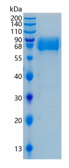 鵰 Recombinant Human Interferon alpha Protein