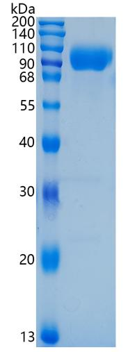 鵰 Recombinant Human CD155 / HVED / NECL5 / PVR / PVS / Tage4 Protein