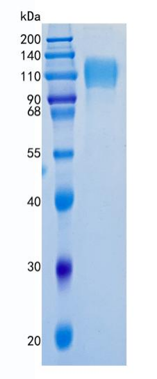 鵰 Recombinant Human SIGLEC-5 / SIGLEC5 / CD170 / CD33L2 / OBBP2 Protein