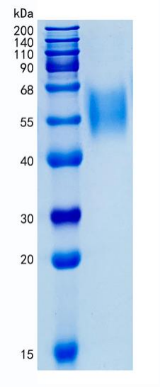 鵰 Recombinant Human CD328 / Siglec-7 / Siglec7 / CDw328 / D-siglec / p75 / AIRM1 / QA79 Protein