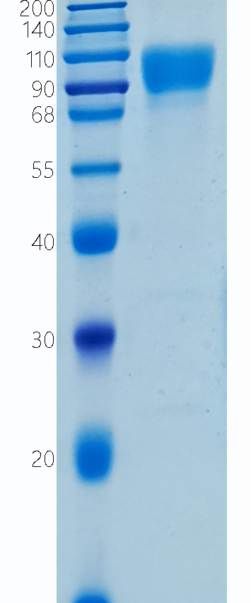 鵰 Recombinant Human CD329 / Siglec-9 / Siglec9 / CDw329 / FOAP-9 Protein