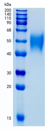 鵰 Recombinant Human SLAM / CD150 Protein