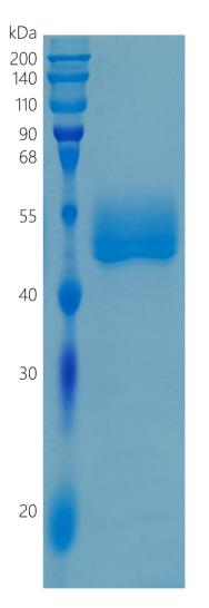 鵰 Recombinant Human CD172b / SIRP beta 1 / SIRPB1 / Sirpb Protein