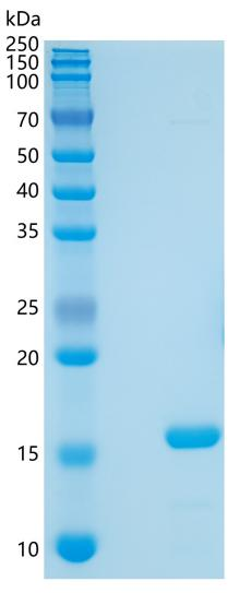 鵰 Mouse IL36 alpha/IL-1F6 Protein,Recombinant