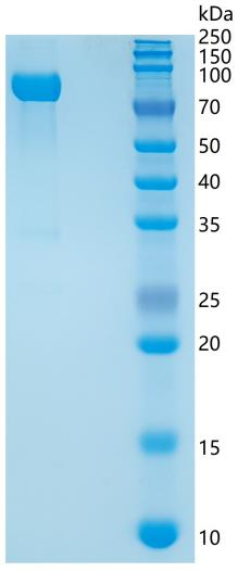 鵰 Recombinant Mouse CD14 Protein