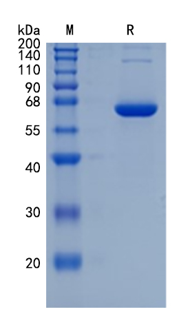 �������鵰�� Recombinant Human FGL1 / HP-041 / Hepassocin / HFREP-1 / LFIRE-1 Protein