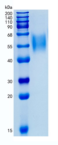 �������鵰�� Recombinant Human Siglec-7 / CD328 / AIRM-1 / D-Siglec / Siglec7 Protein