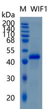 �������鵰�� Recombinant Human Wnt Inhibitory Factor 1 / WIF-1 / WIF1 Protein