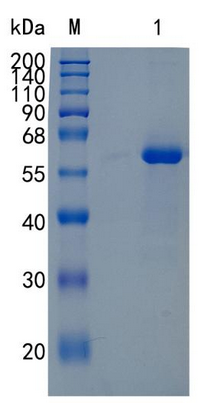 �������鵰�� Recombinant Human PAM-1 / CD321 / F11R / Junctional Adhesion Molecule 1 / JAM-A Protein