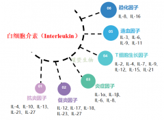 重组蛋白类产品及其质量控制要点